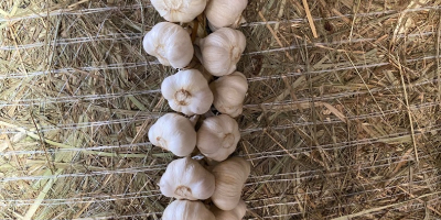 Venta de ajetes tiernos, cortados cortos o en trenzas.