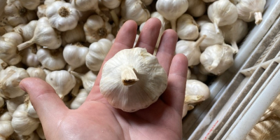 Venta de ajetes tiernos, cortados cortos o en trenzas.