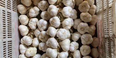 Venta de ajetes tiernos, cortados cortos o en trenzas.