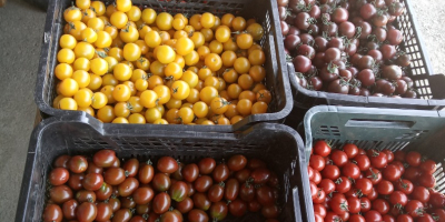 Tomates cherry en la mezcla. La cantidad ofrecida es