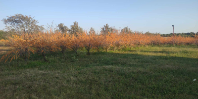 Se vende espino amarillo ecológico 15 toneladas.