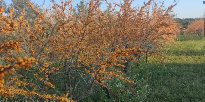 Espino amarillo ecológico a la venta 15 toneladas