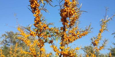 Espino amarillo ecológico a la venta 15 toneladas