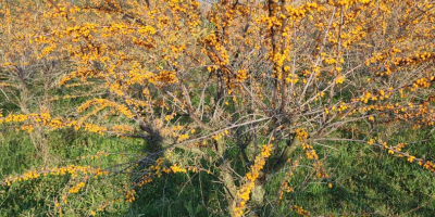 Espino amarillo ecológico a la venta 15 toneladas