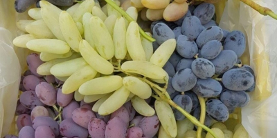 Uvas frescas de todo tipo para exportación desde Uzbekistán