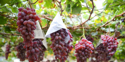 Uvas frescas de todo tipo para exportación desde Uzbekistán