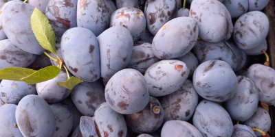 Vendo una variedad de ciruela azul &quot;Stanley&quot; de mi