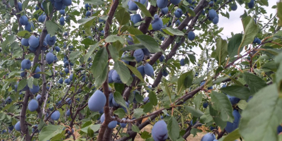 Vendo una variedad de ciruela azul &quot;Stanley&quot; de mi