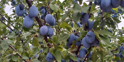 Vendo una variedad de ciruela azul &quot;Stanley&quot; de mi