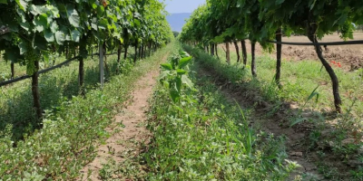 Se venden lotes de uvas de calidad para la