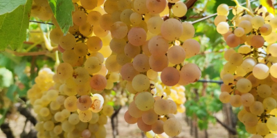 Se venden lotes de uvas de calidad para la