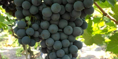 Se venden lotes de uvas de calidad para la