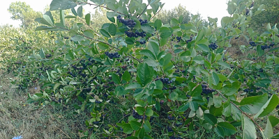 Bayas de aronia orgánicas certificadas. Producto de alta calidad.