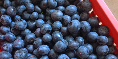 Arándanos de nuestra propia plantación, variedad Bluecrop. El fruto