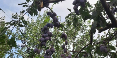 Vendo 20 toneladas de ciruelas autóctonas de Cačan en