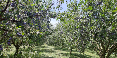 Vendo 20 toneladas de ciruelas autóctonas de Cačan en