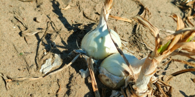 Hola, tengo a la venta cebollas al ajillo blanco