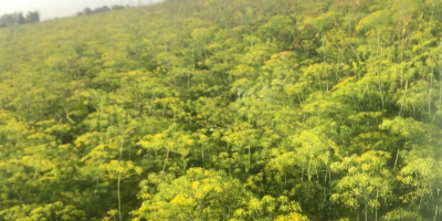 Venderé eneldo para encurtir, verde y con semillas. Gran