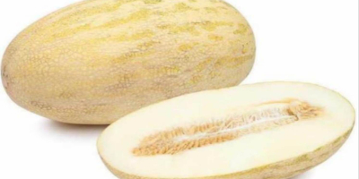 Buen día. Venderemos melones. Variedad - Torpedo. Importar Uzbekistán.