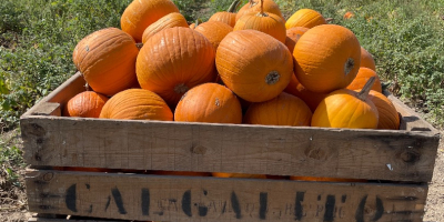 Mayorista de calabazas de Halloween de varios pesos desde