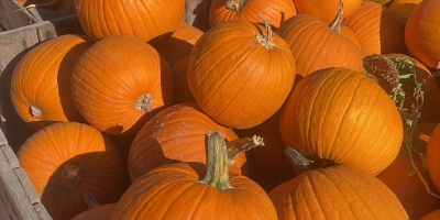 Mayorista de calabazas de Halloween de varios pesos desde