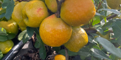 Venderé membrillos de frutos grandes. Frutos grandes y muy