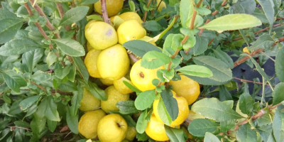 Venderé membrillos de frutos grandes. Frutos grandes y muy