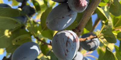 Venta de ciruelas Stanley frescas de Moldavia Ofrecemos a