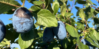 Venta de ciruelas Stanley frescas de Moldavia Ofrecemos a