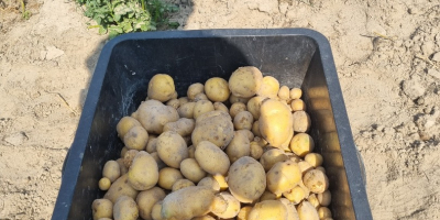 Hola, vendo mayor cantidad de patatas de cosecha propia,