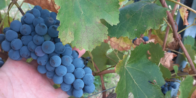 Vendo uvas para vino de calidad Lambrusco Grasparossa y