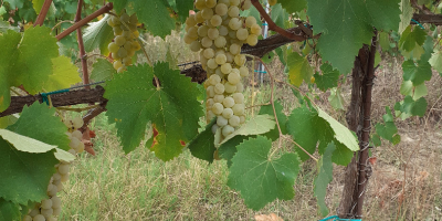 Vendo uvas para vino de calidad Lambrusco Grasparossa y