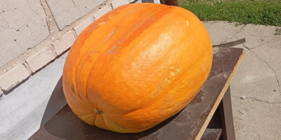 Hola, tengo a la venta una calabaza comestible Golias