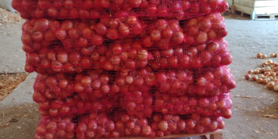 La variedad de cebolla Nogal se encuentra en el