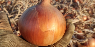 La variedad de cebolla Nogal se encuentra en el