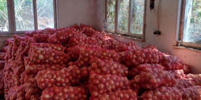 La variedad de cebolla Nogal se encuentra en el