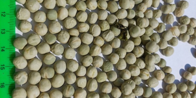 Se venden 1.500 toneladas de guisantes verdes secos.