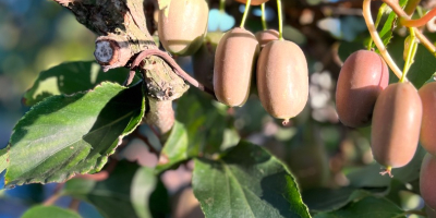 Venta de mini kiwi - variedad Bingo. Embalaje a