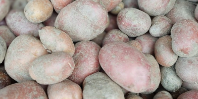 Vendo patatas blancas y rojas en grandes cantidades, envasadas