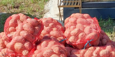 Vendo patatas blancas y rojas en grandes cantidades, envasadas