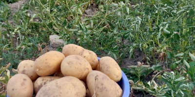 Vendo patatas blancas y rojas en grandes cantidades, envasadas