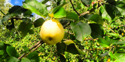 Hola, vendo manzanas Antonówka ecológicas de un antiguo tribunal