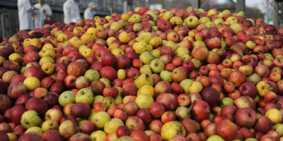 ¡Ofrezco manzanas industriales a la venta en el condado