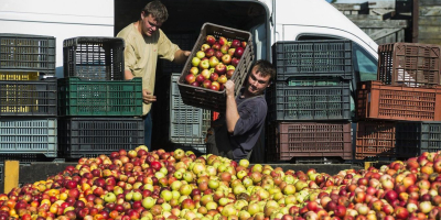 ¡Ofrezco manzanas industriales a la venta en el condado