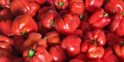 Ofrecemos pimientos rojos, verdes melange enteros y cortados, los