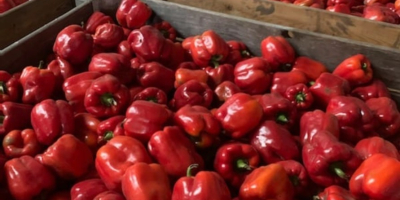 Ofrecemos pimientos rojos, verdes melange enteros y cortados, los