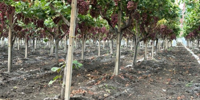 El origen de las uvas es Italia, Sicilia. La