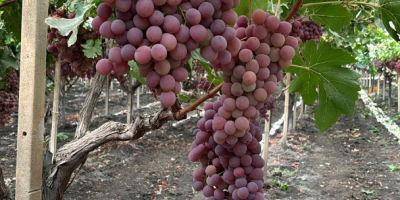 El origen de las uvas es Italia, Sicilia. La