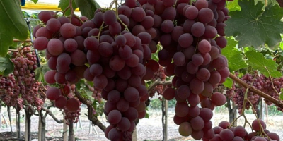 El origen de las uvas es Italia, Sicilia. La