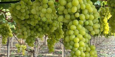 El origen de las uvas es Italia, Sicilia. La